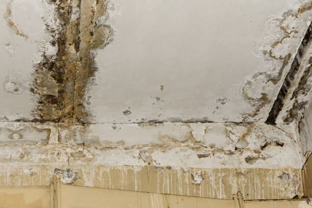 Best Real Estate Mold Inspection  in Rock Springs, WY