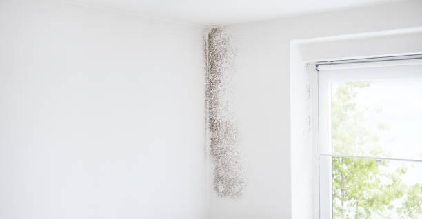 Best Dehumidification Services  in Rock Springs, WY