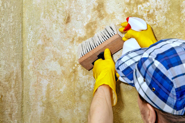 Best HVAC Mold Inspection and Cleaning  in Rock Springs, WY