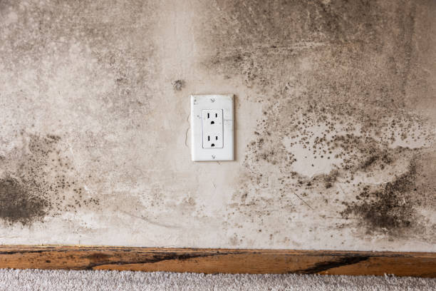 Best Mold Damage Restoration  in Rock Springs, WY