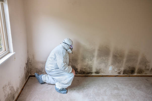 Best Airborne Mold Testing  in Rock Springs, WY